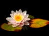 thumbs_waterlilly